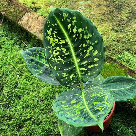 黛粉葉分株|黛粉葉(Dieffenbachia amoena)